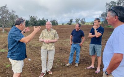 How to Grow Organic Lemon Orchards in Hawai’i